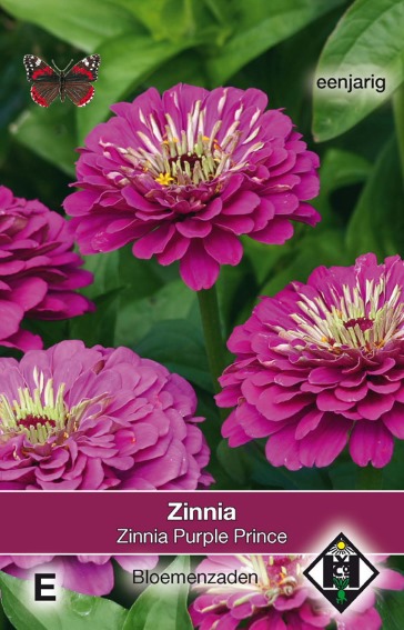 Zinnia elegans Purple Prince - 90 seeds